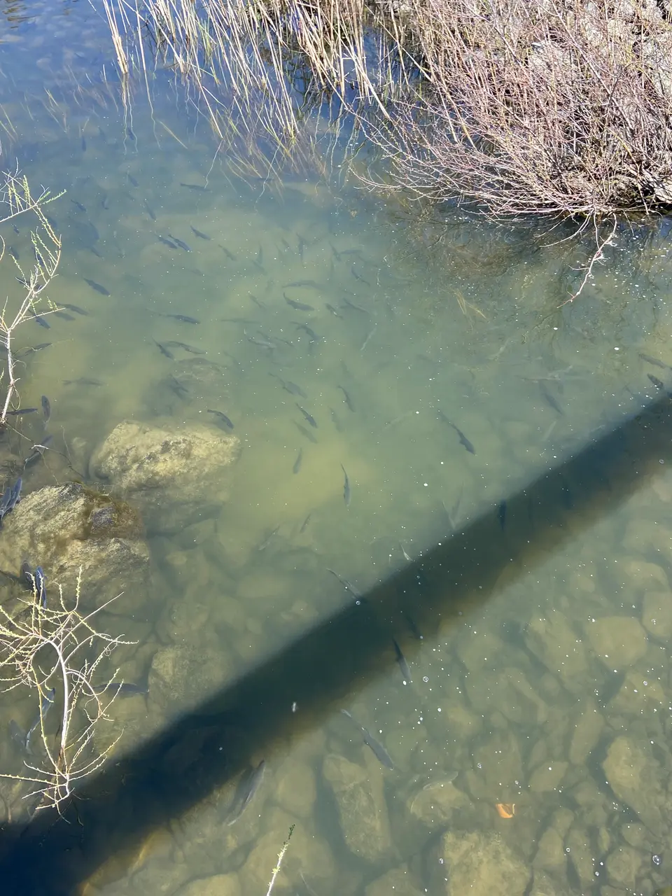 Hitch swimming up Adobe Creek toward the Adobe Reservoir dam during the spring spawning run, April 2023