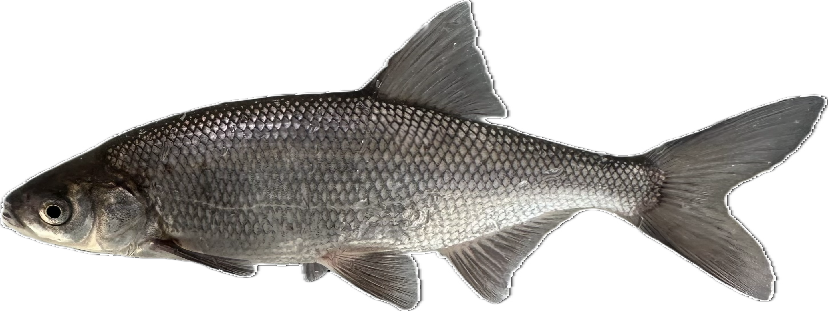 Clear Lake Hitch fish